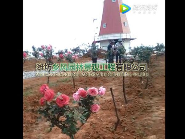 江西巴夫洛玖瑰園風車安裝.jpg